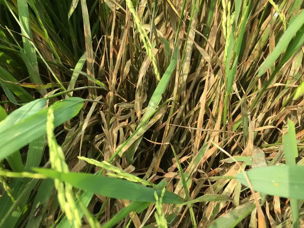 水稻常见的一些病害分析