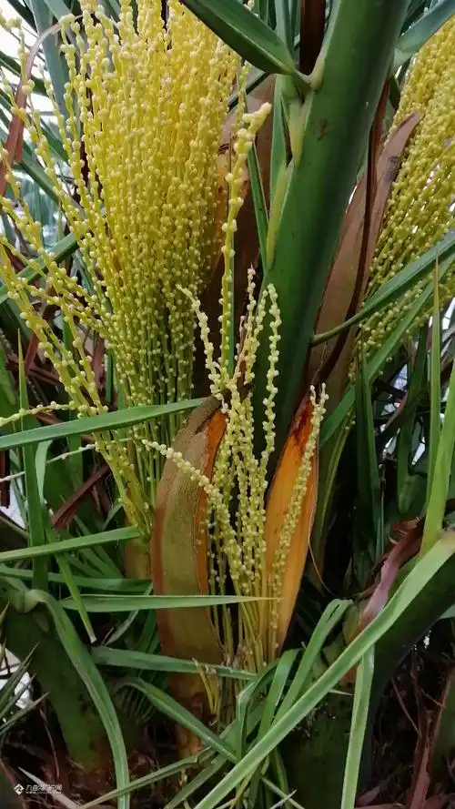 九曲河岸富有热带风情的加拿利海枣开花了煞是好看