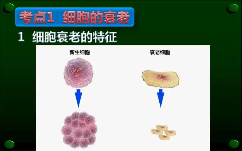 细胞的衰老和凋亡课件1_第3页