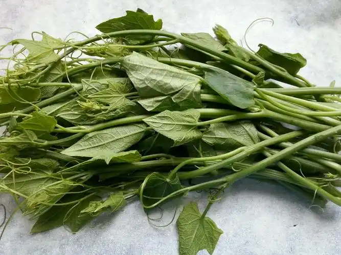 搜城记发现家乡可以吃的野菜有哪几种大全