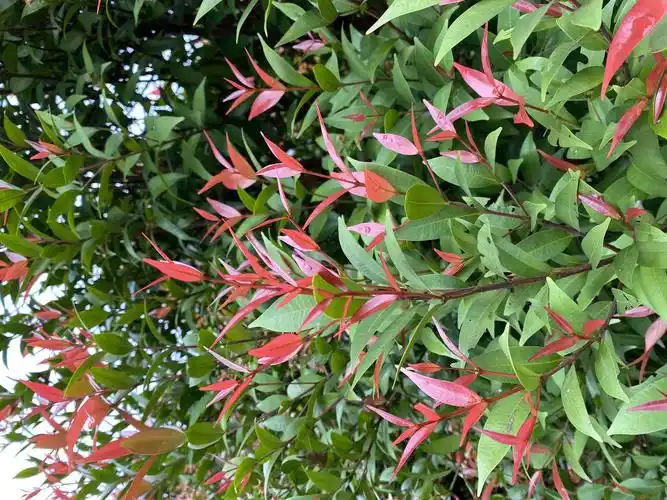 遇见一片美丽的红鳞蒲桃