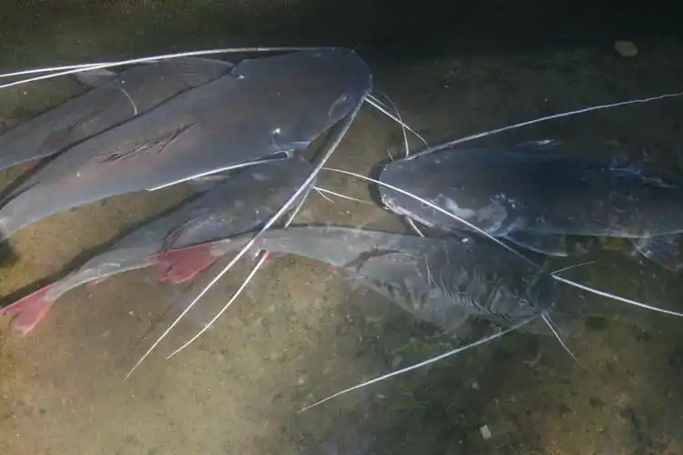 南腊河的"胡子鱼" - 自然影像论坛 - 中国野生动物