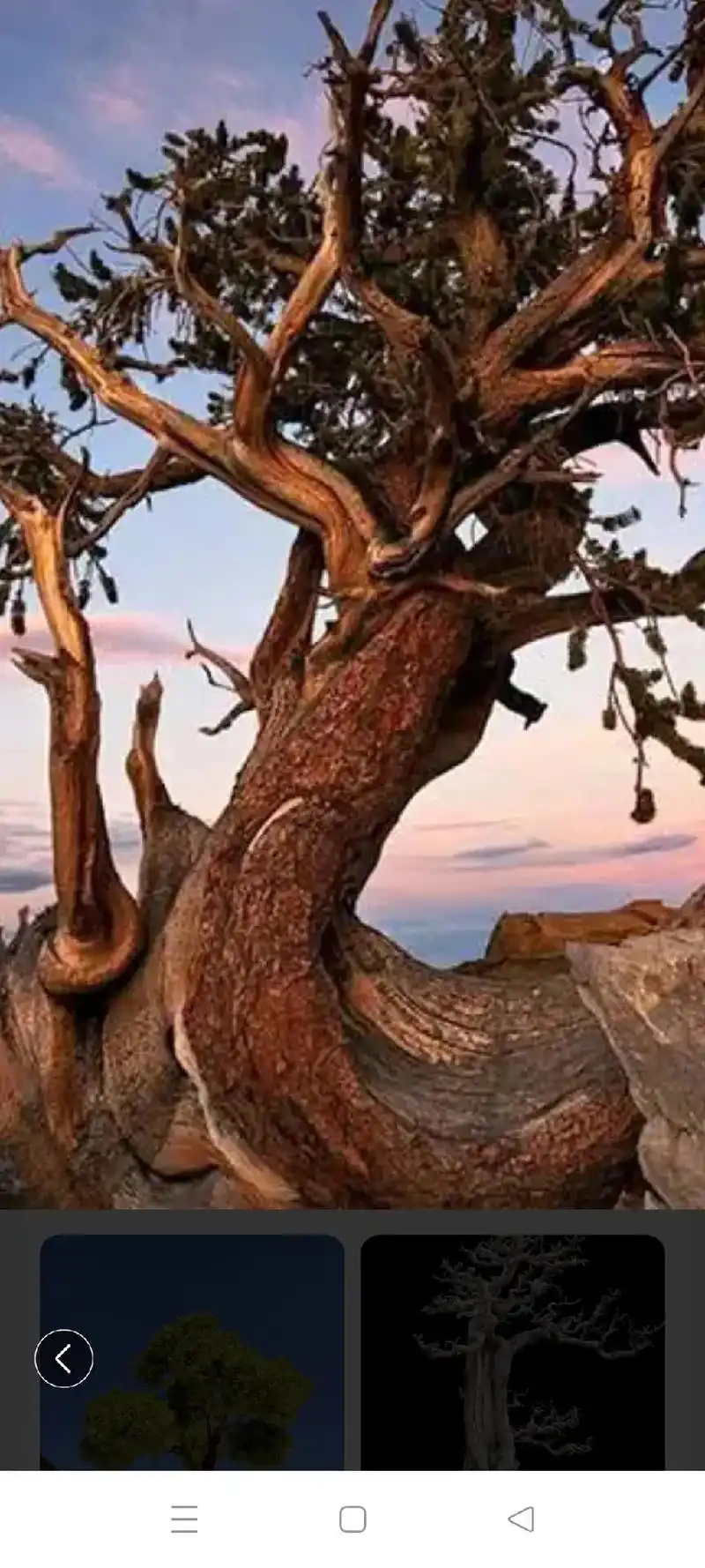 的老者 图片来源 古老的树木树木图片 @黔江今媒体 q沙树树 - 抖音