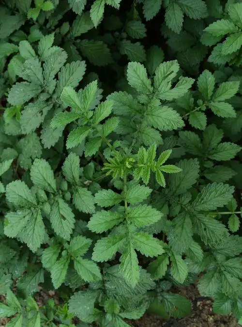 这是什么草,据说能治疗痔疮.我们本地方言叫龙头草.