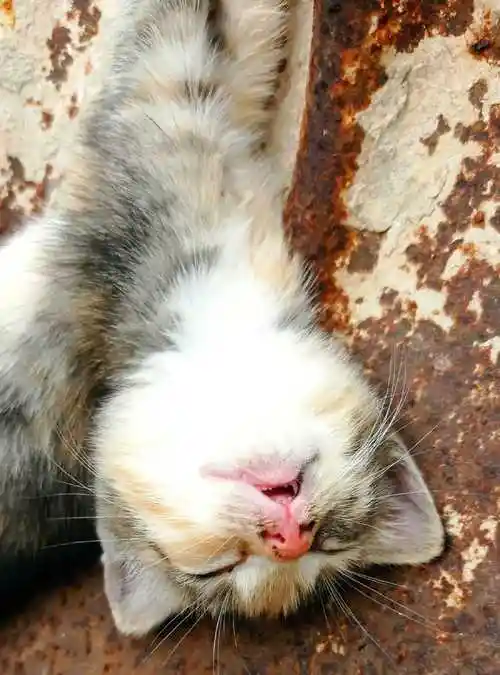 突然累趴的修猫__财经头条