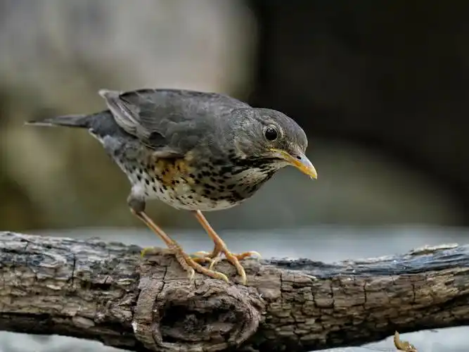 乌灰鸫(母) - 天天妈ov - 图虫