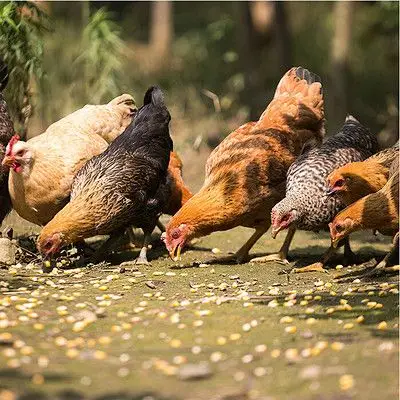 【年货】山区农家放养土鸡 约2.5斤