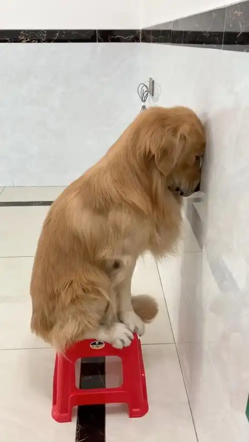 面壁思过的狗子