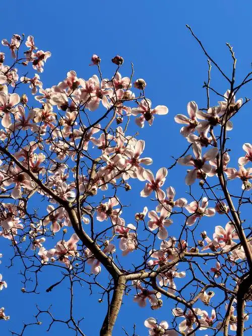 玉兰花儿开,春天来了,蓝天下的鲜花,环境优美!华为手机拍摄!