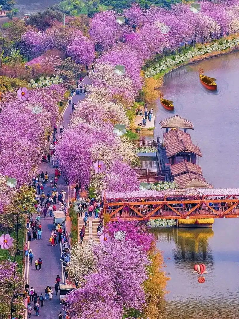 泉州玉女山樱花即将到达观赏期,官宣2.5日正式开启 新年的第 - 抖音