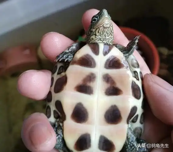 最常见的乌龟品种图片(最常见乌龟品种种类)_牧林森宠物网