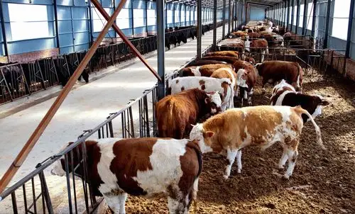 天姿牧业有限公司肉牛养殖