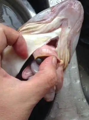 超级简单零失败又美味的炖辫子鱼的做法步骤 第1步