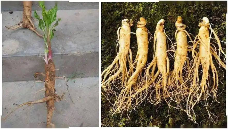 东阳女子喜得土人参进补不成反入院警惕这种人参东阳很常见