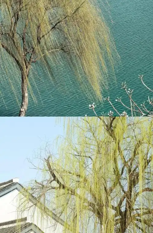 双语你好中国杨柳绿上枝头春天就来了