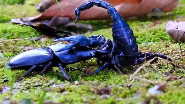 毒蝎子遇到大力士甲虫,毒钩无用武之地真是无处话凄凉