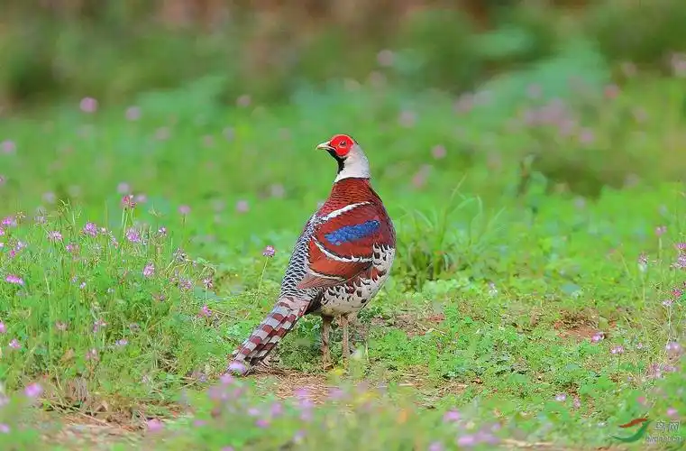 回眸-白颈长尾雉
