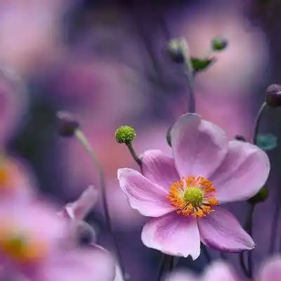 2021女人好运的微信头像