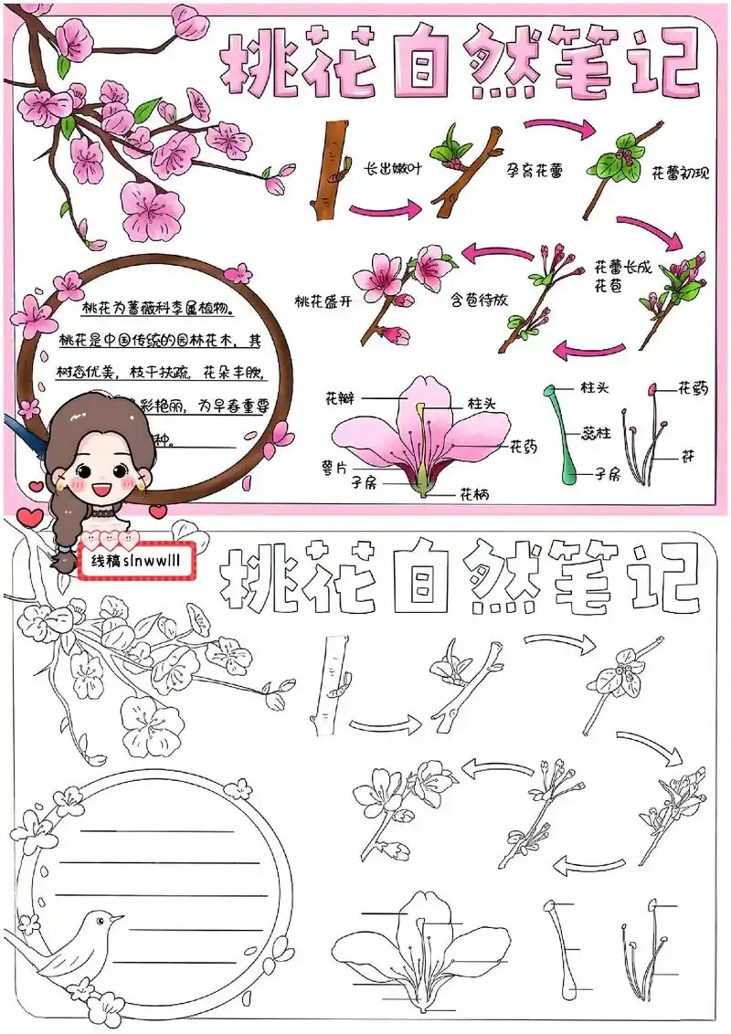 一种植物清明节前后变化过程图文 - 抖音