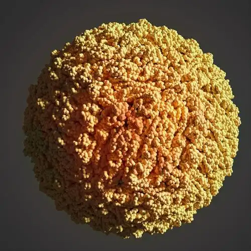 属于黄热病属,又被称为黄病毒.