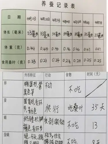 探寻生命的奥秘—蚕宝宝养殖活动 - 美篇