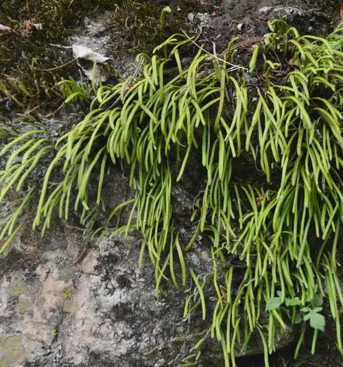 【来源】为水龙骨科瓦韦属植物高山瓦韦lepisorus eilophyllia(diels.