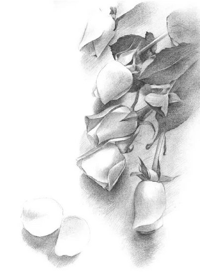 绘画教程:画一束素描玫瑰,送给喜欢的人吧