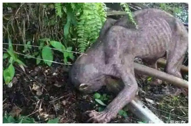 菲律宾政府派出军队镇压|猴子_网易订阅