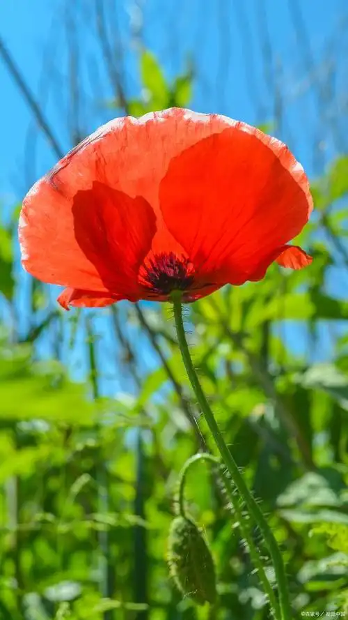 罂粟科的虞美人花是毒品吗?