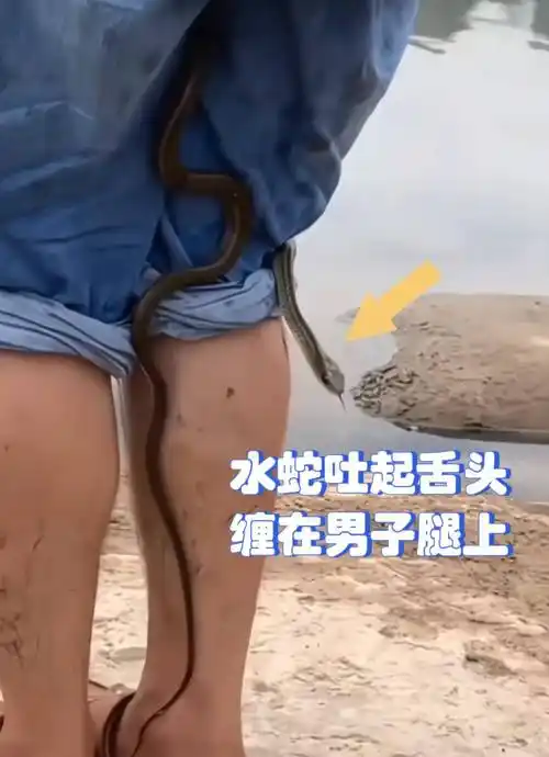正与鱼同行,这水蛇来惹事了.