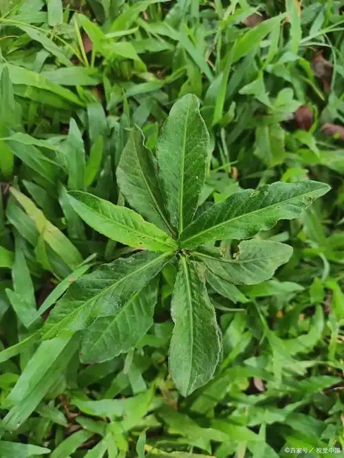地苦胆图片大全说明