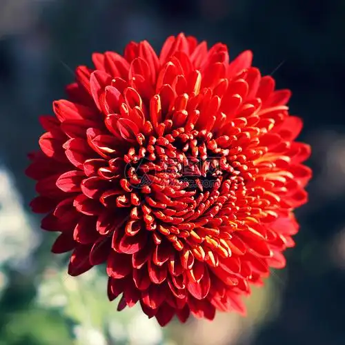 红菊花高清图片下载-正版图片300631514-摄图网