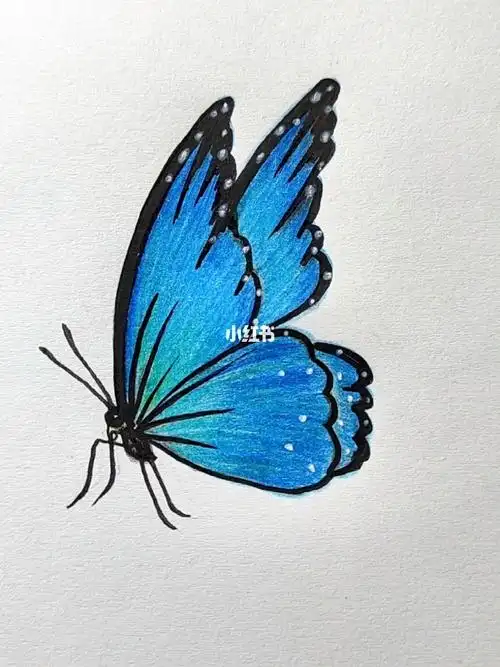 画蓝色的侧面蝴蝶