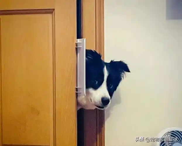 网友家的狗狗特别八卦,没事就喜欢钻门缝偷听,简直了._边牧_家养_大点