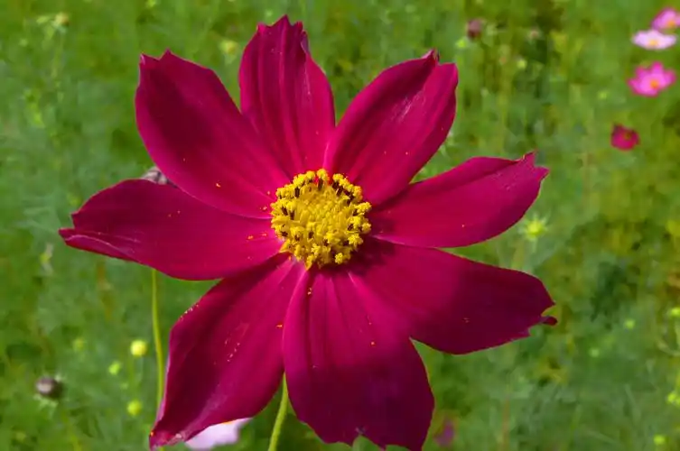 嘉峪关初识八瓣花 玉纤儿 的poco相册点击查看原图