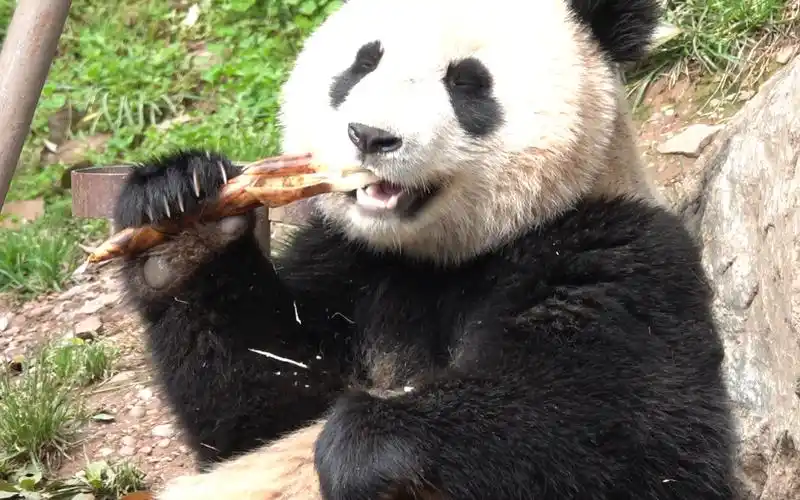 活动  【大熊猫喜悦】这张大脸搞不好比思嘉姐姐的还大