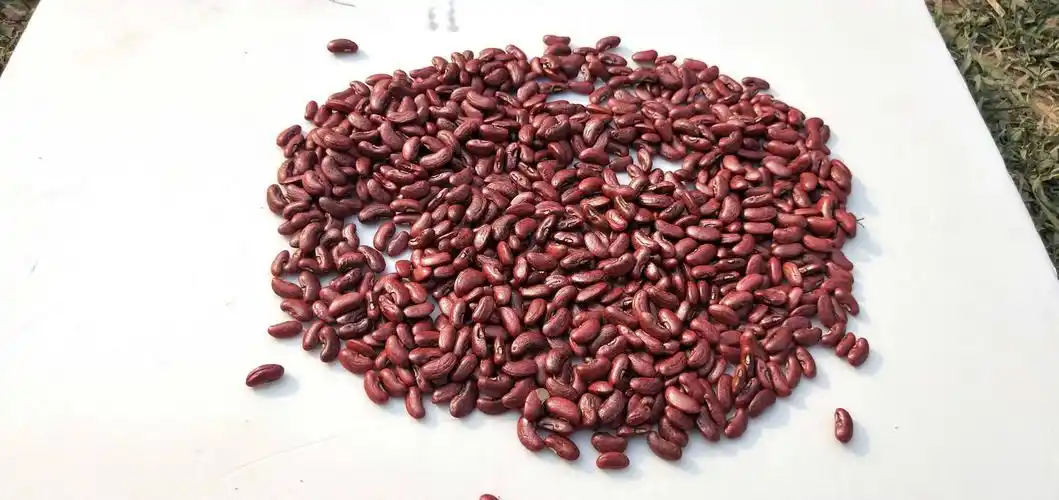 [豇豆种子批发]翠美3号豇豆种子 欧兰德荚荚乐3号长豆角种子耐热高产