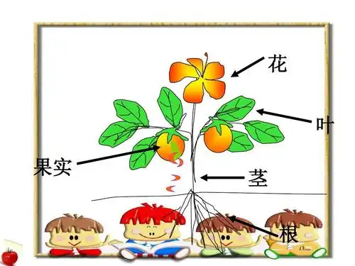 餐桌上的蔬菜(新生命教育)ppt