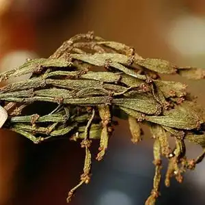 2017年云南普洱茶古树寄生 span class=h>螃蟹脚 /span>散装 良木堂