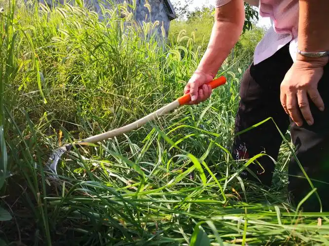 镰刀砍下去的是草,确是妈妈对这块地充满了毕生的感情.