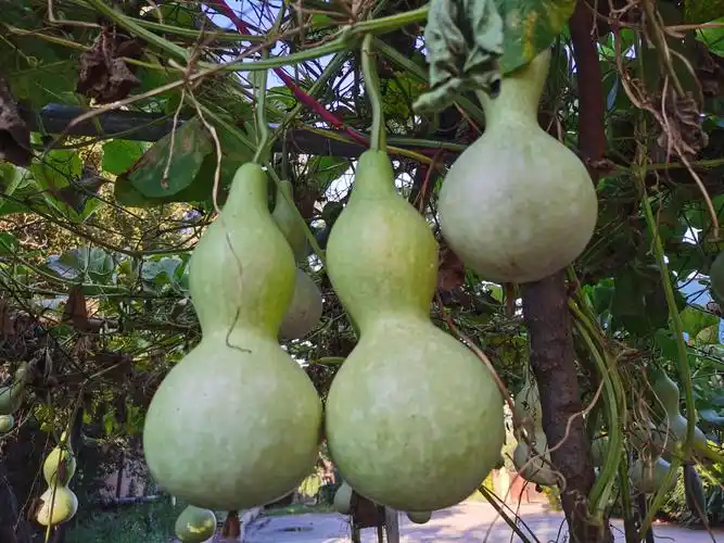 属葫芦科,葫芦属植物,它是爬藤植物,一年生攀援草本,有软毛,夏秋开