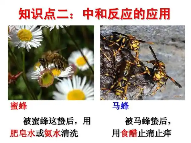 知识点二:中和反应的应用 蜜蜂 被蜜蜂这蛰后,用 肥皂水或氨水清洗