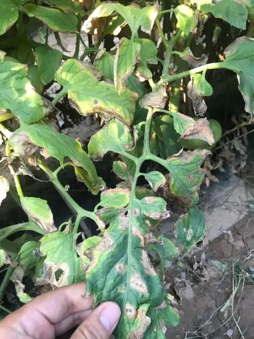 番茄叶片病害.求解