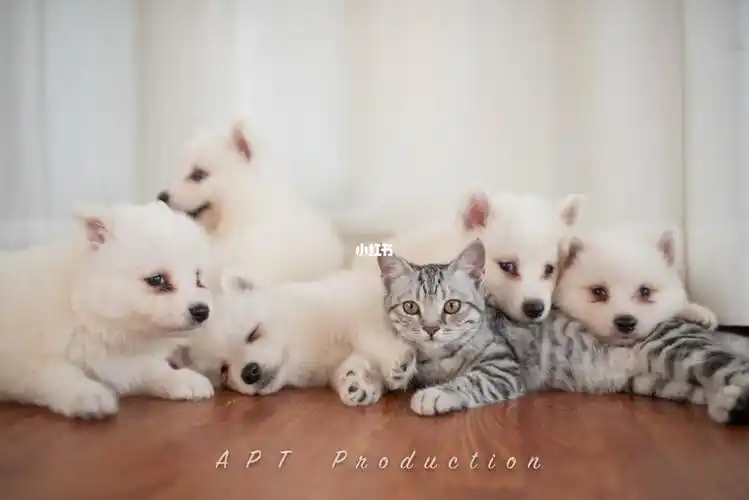 万狗丛中一只猫676767