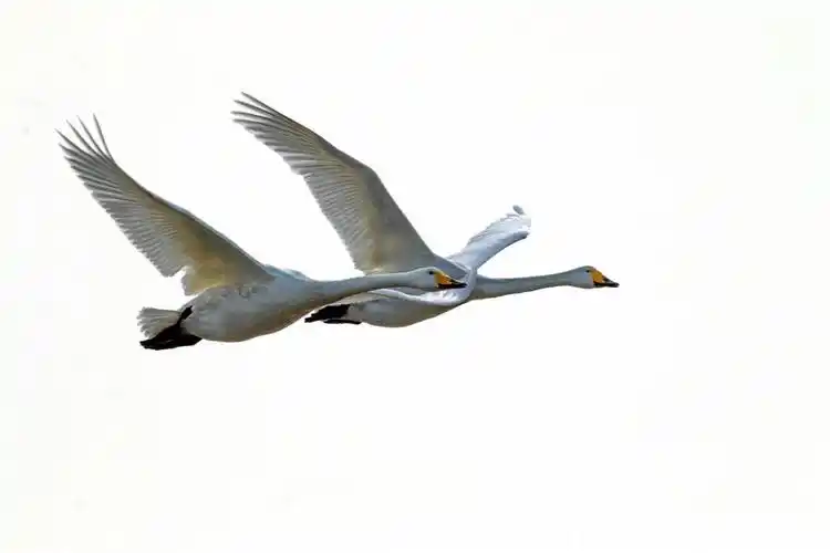 《飞翔的天鹅》-"孔子故乡 中国山东"网络摄影大赛官方网站