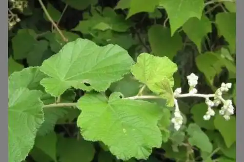 藤上带刺,请问这是什么植物