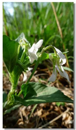 《原创》植物篇——鸡腿堇菜