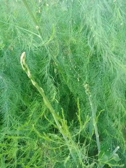 芦笋长大是什么样子的