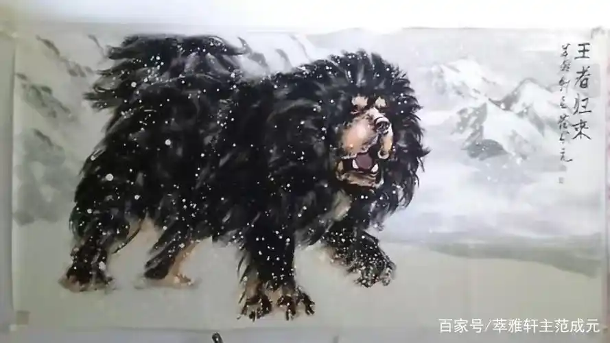 四尺横幅中国藏獒