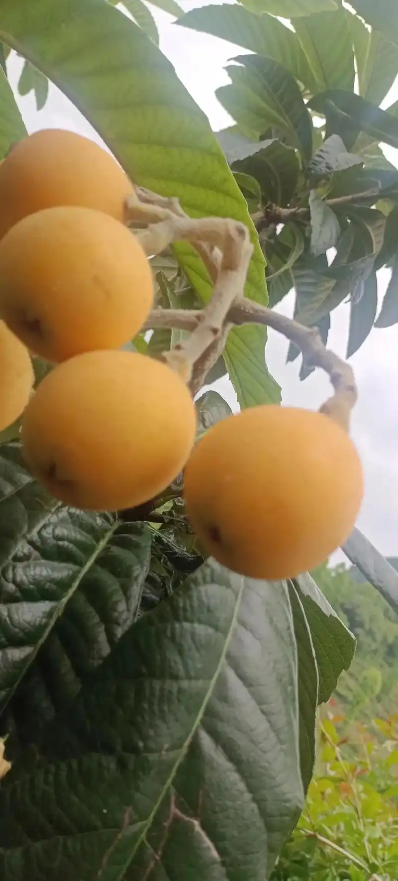 刚刚去果园看了一下枇杷,有一部分慢慢开始成熟了,如果天气好, - 抖音